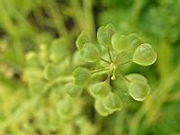 Thlaspi alliaceum (fam Brassicacees) (3) (Photo F. Mrugala)
